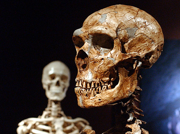 We owe our immune system to the Neanderthals