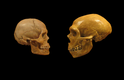 Neanderthals talked, just like us